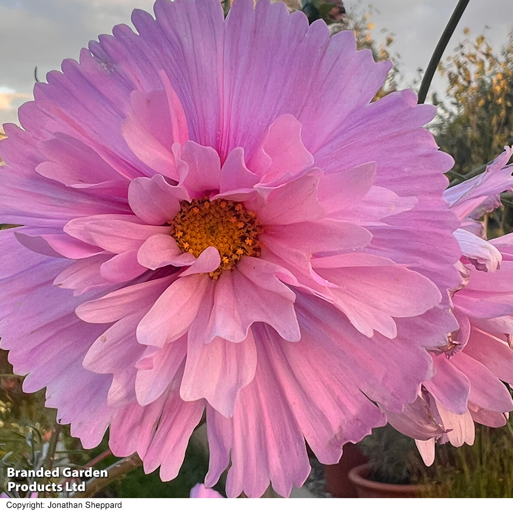 Kosmeja 'Cupcakes Sakura'