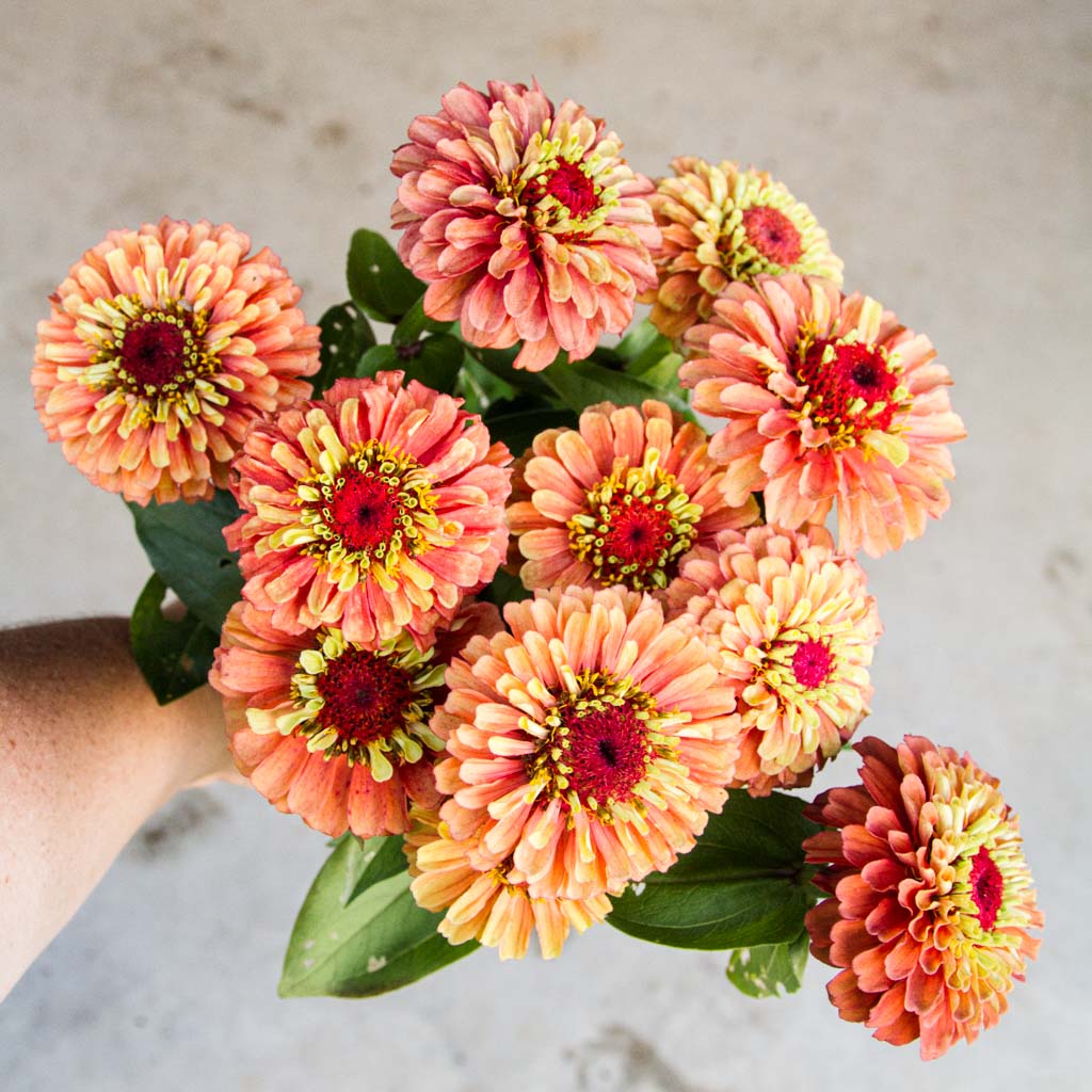 Cinnija 'QUEEN LIME ORANGE'