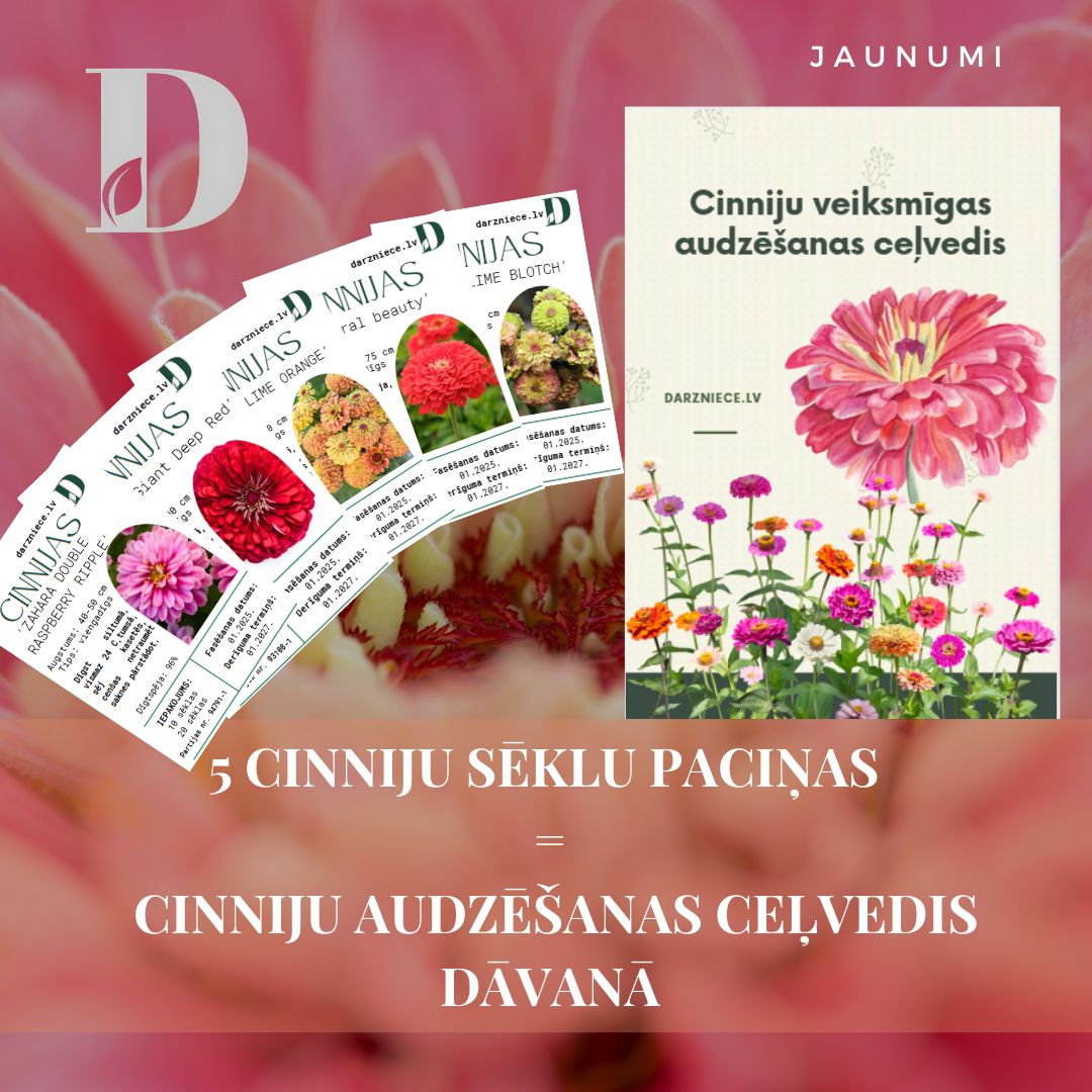 Cinnija 'Zahara Double Chery DOUBLE'