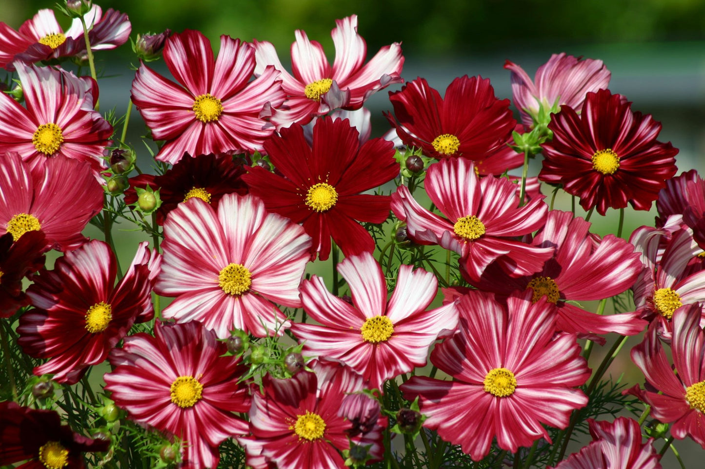 Kosmeja 'Velouette'