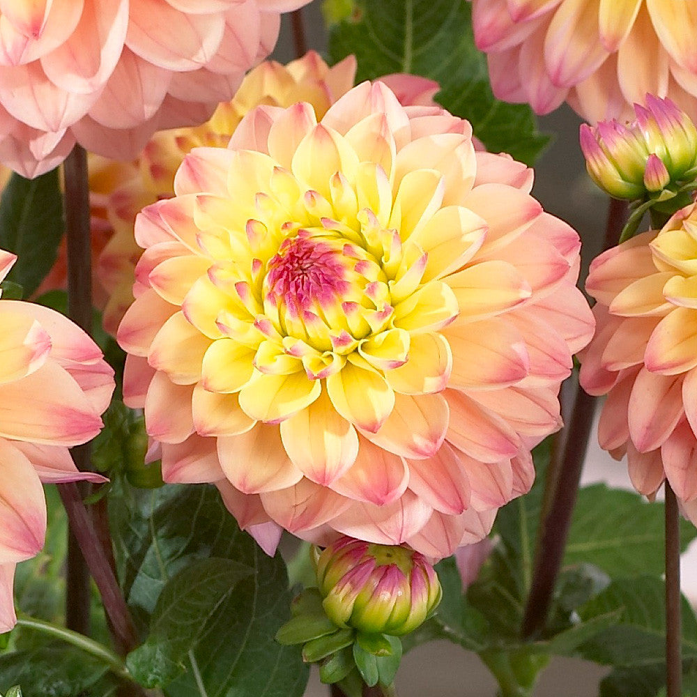 Dālija 'Princess Elisabeth'
