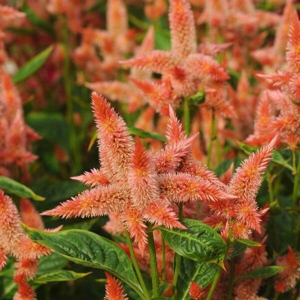Celozija 'Celway Salmon'