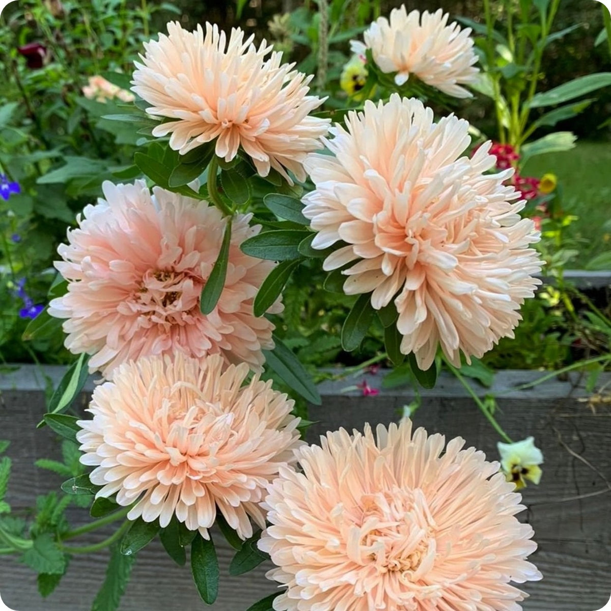 Asteres 'King Size Apricot'