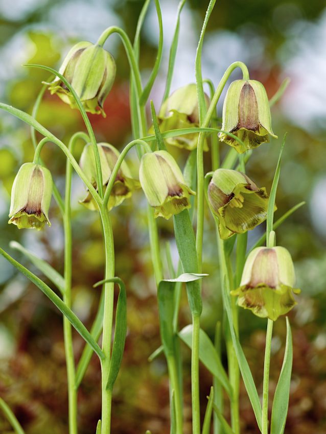 Fritilārija - F. acmopetala jeb adatapziedņu fritilārija