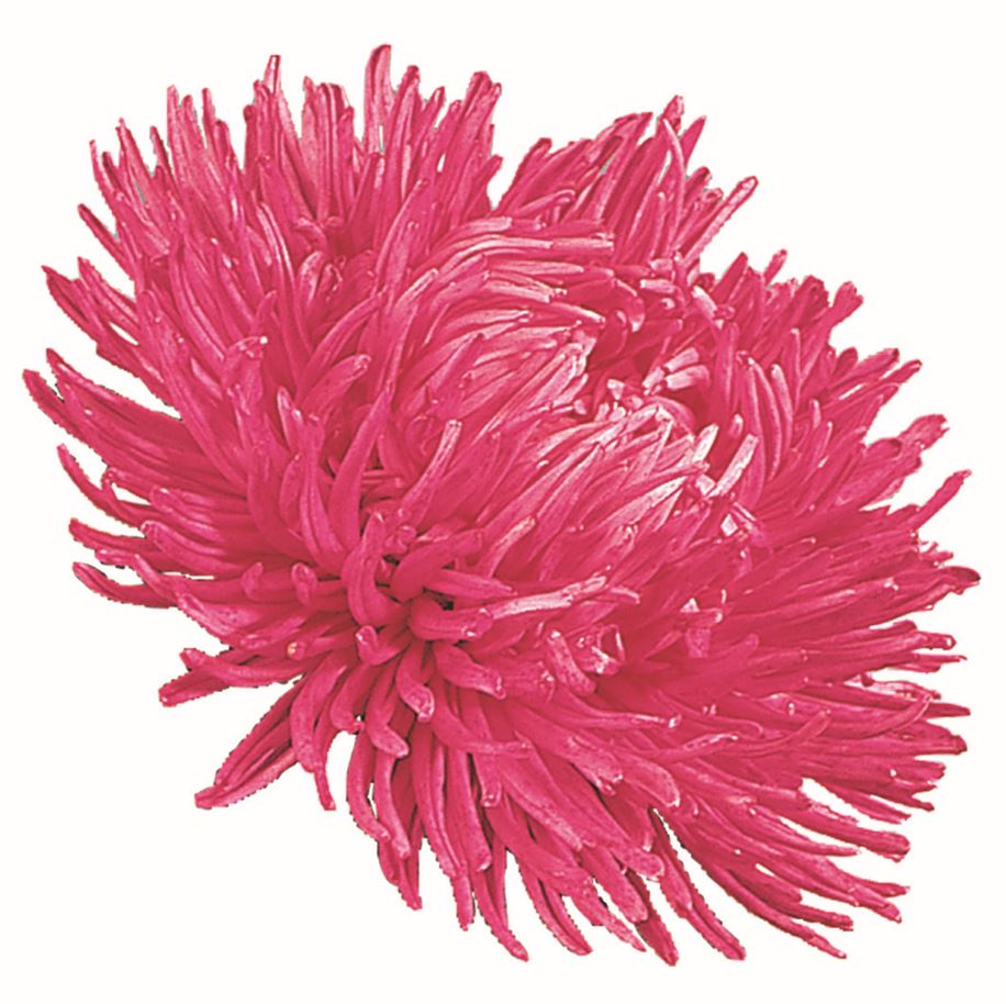Asteres 'Gala Carmine Rose'