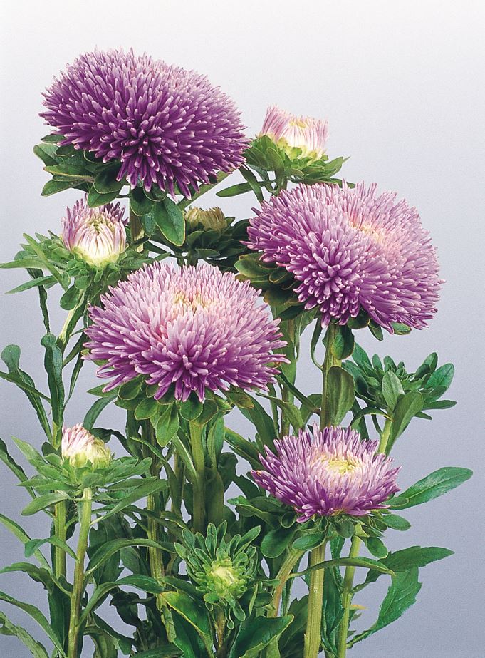Asteres 'Gala Lavender'