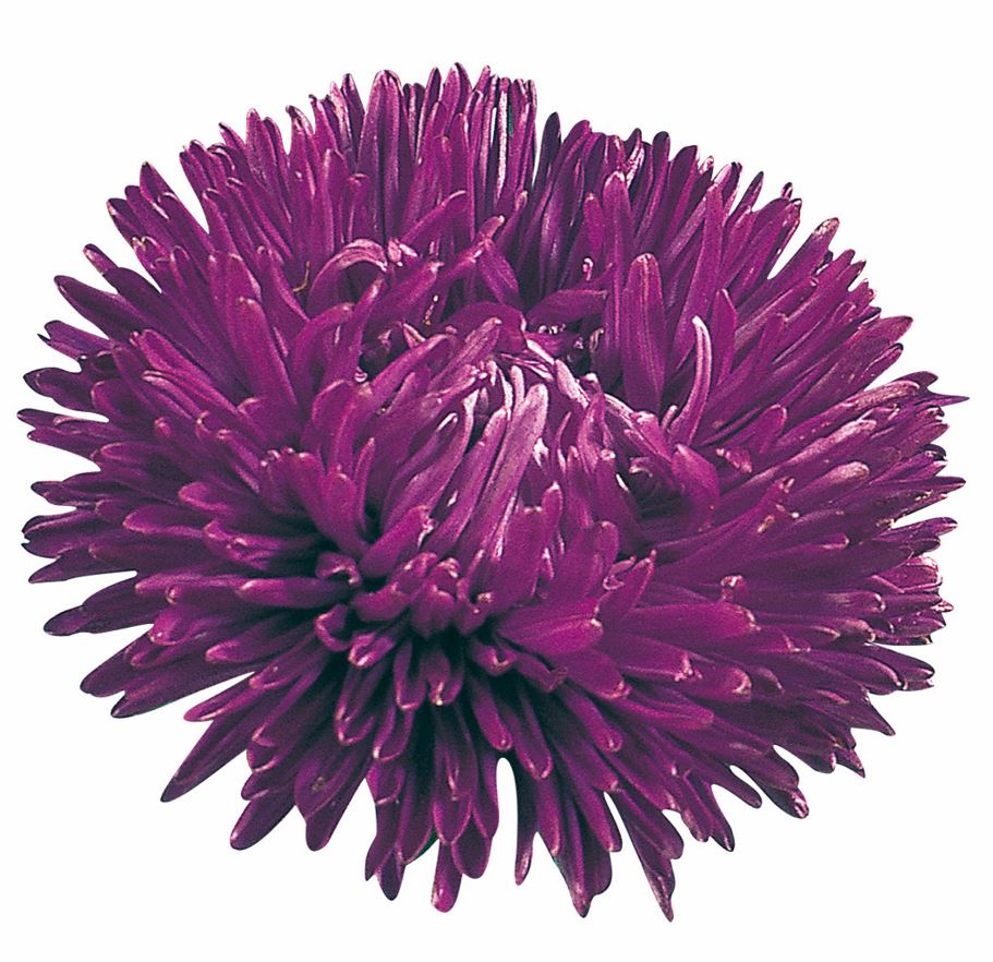 Asteres 'Gala Purple'