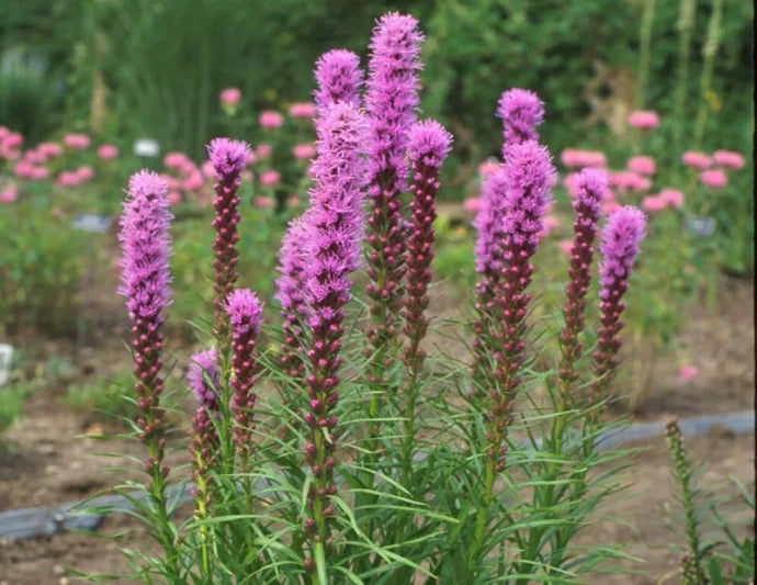 Liatre 'Cobold'