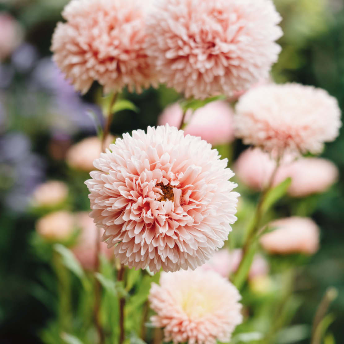 Asteres 'King Size Apricot'