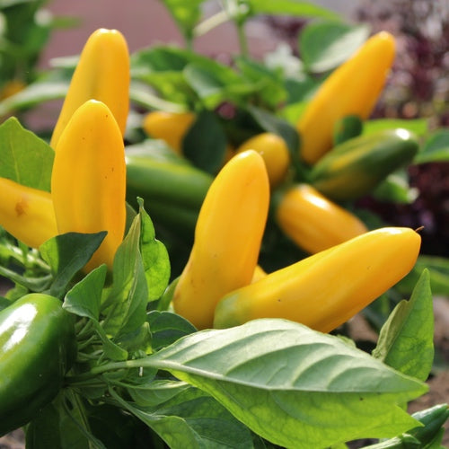 Paprika 'Lemon Dream'