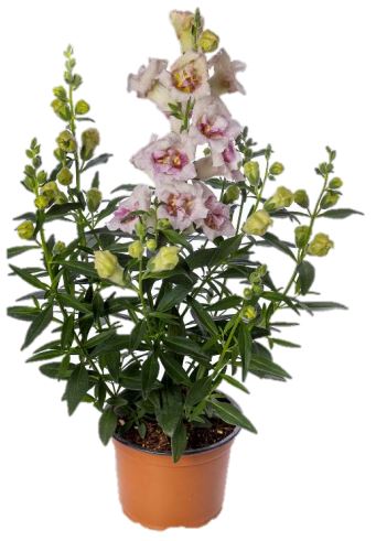 Lauvmutīte 'Sweet Duet Lavender Speckle'