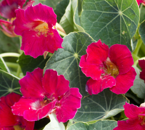 Krese zemā 'Baby Rose'