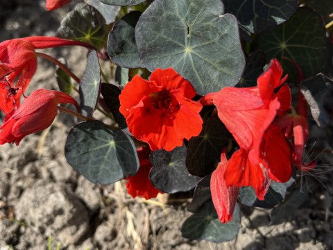 Krese 'Coral Reef'