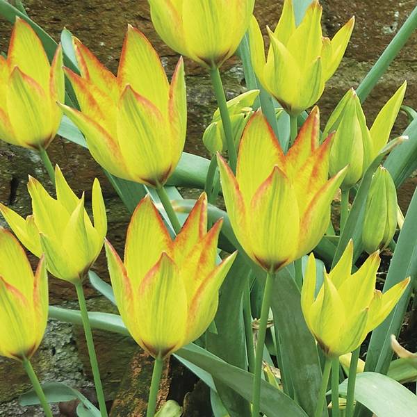 Tulpes 'Flava'