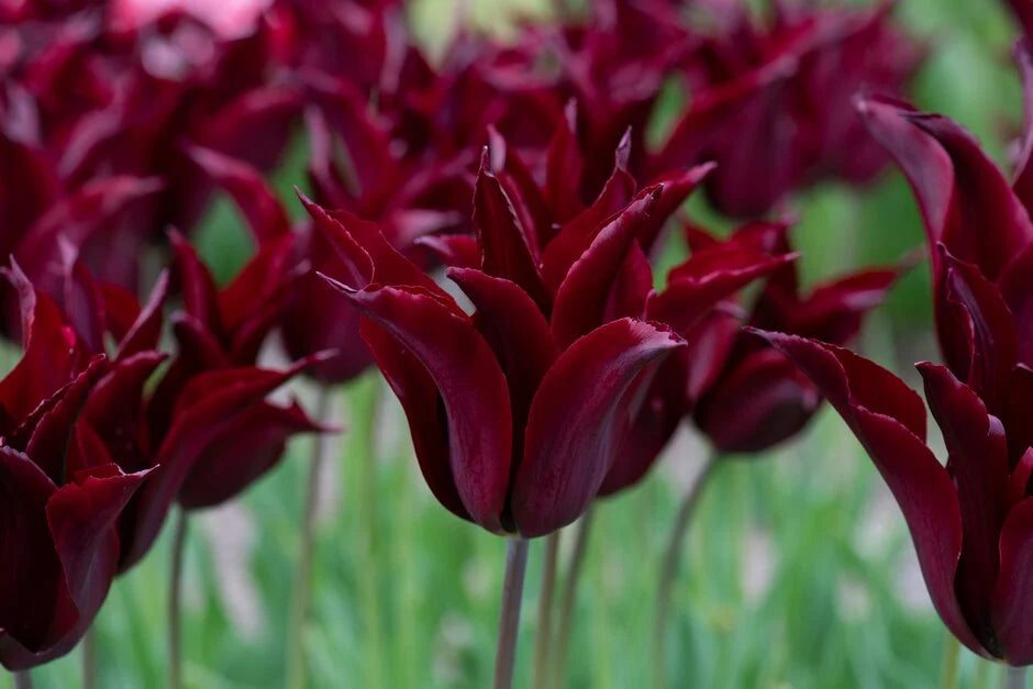 Tulpes 'Sarah Raven"