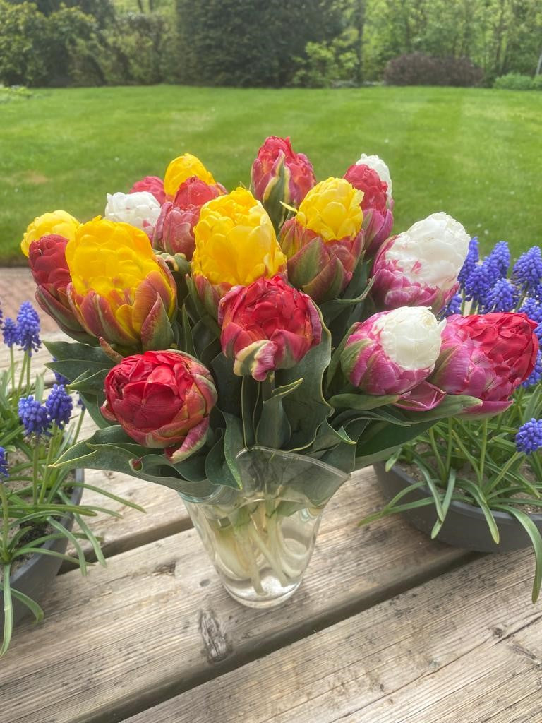 Tulpes 'Ice Cream Mix'