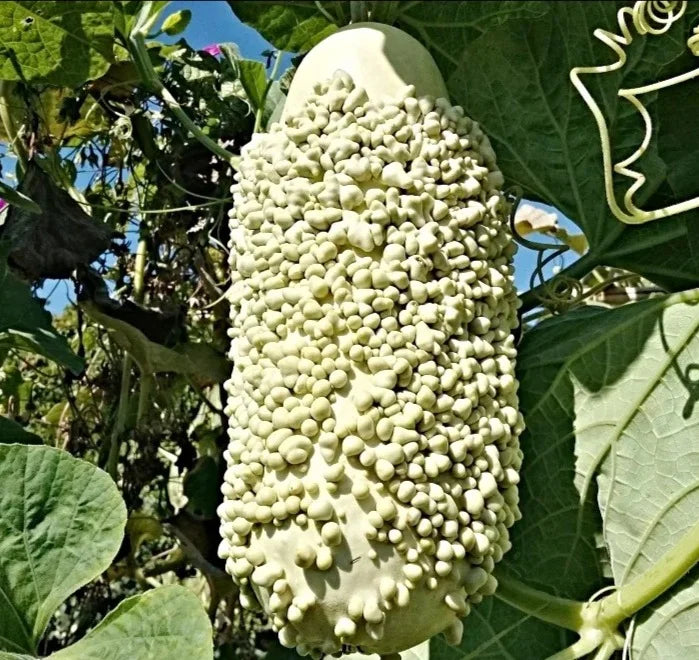 Lagenārija ‘VERRUQUEUSE DE MAURICE’