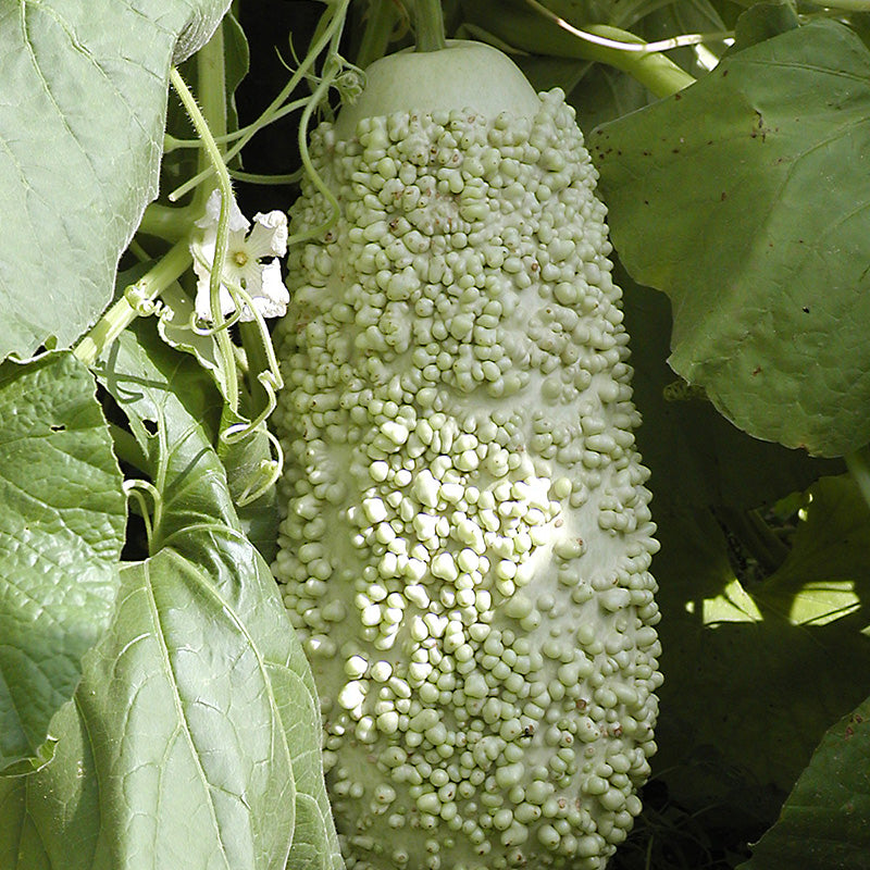 Lagenārija ‘VERRUQUEUSE DE MAURICE’