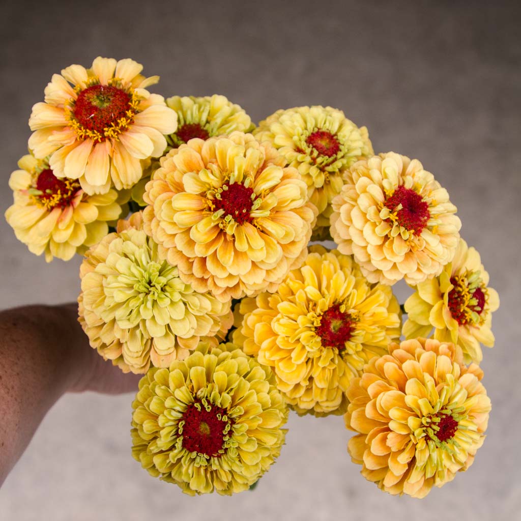Cinnija 'QUEEN LEMON PEACH'