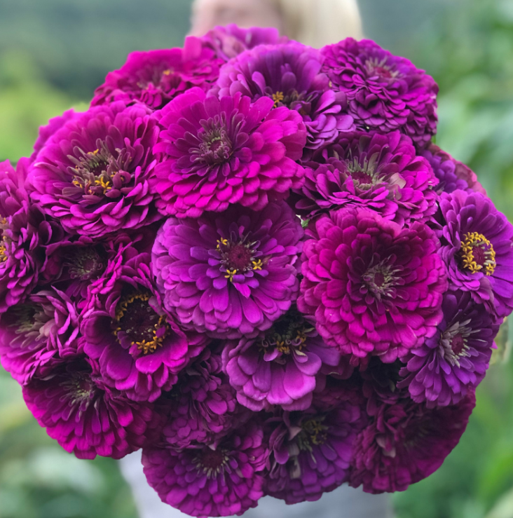 Cinnijas Benary's Giant Deep Purple'