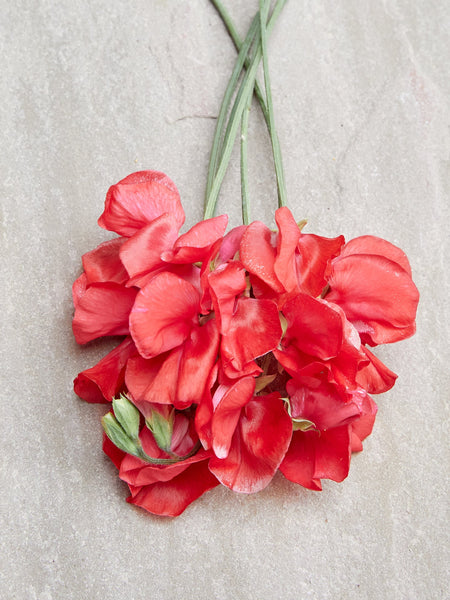 Puķuzirņi 'Elegance Scarlet'