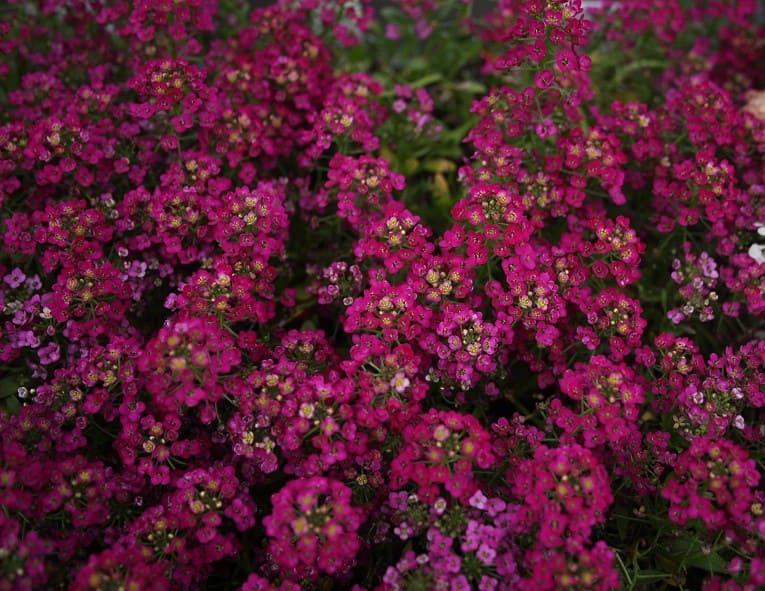 Alises 'Easter Bonet Deep Rose'