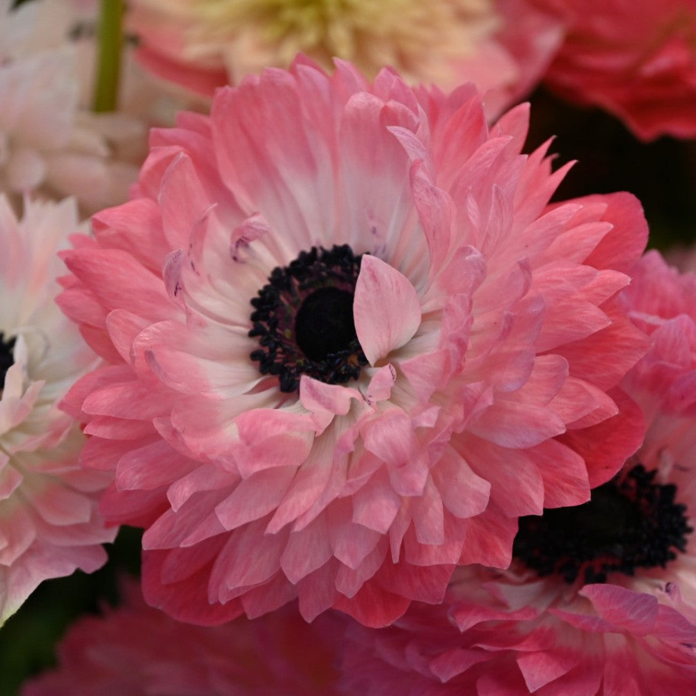 Anemone coronaria LEVANTE®-Rosa