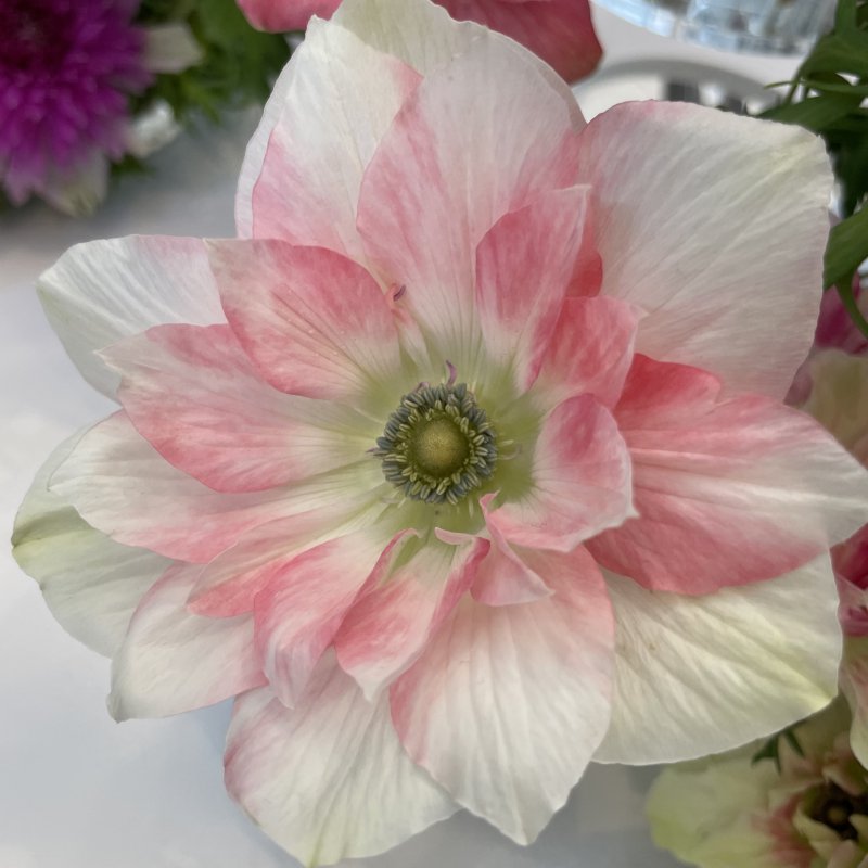 Anemone coronaria MISTRAL® 'Rosa Chiaro