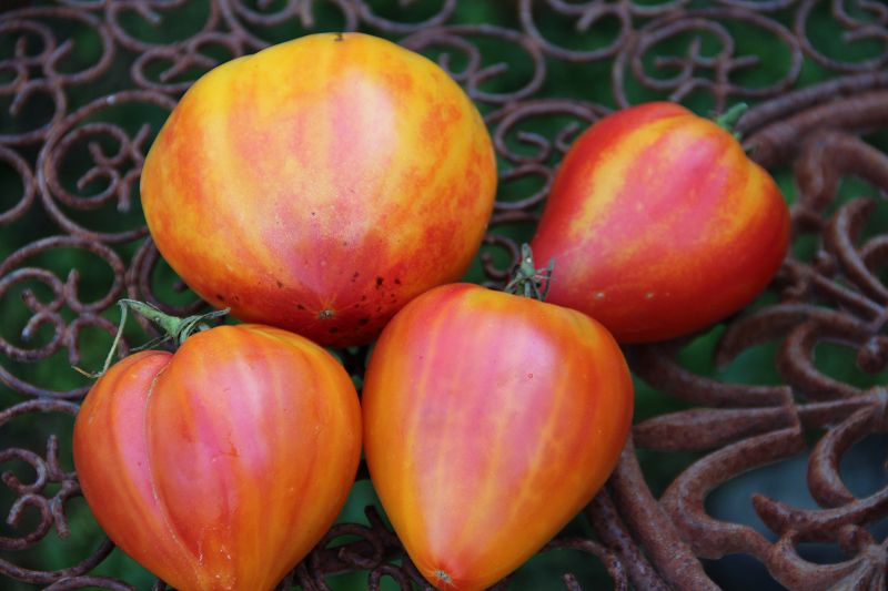 Tomāti 'Anacoeur' JAUNUMS!