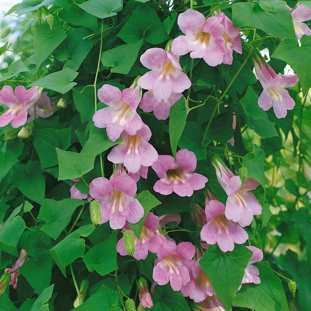 Asarīne Mystic Rose