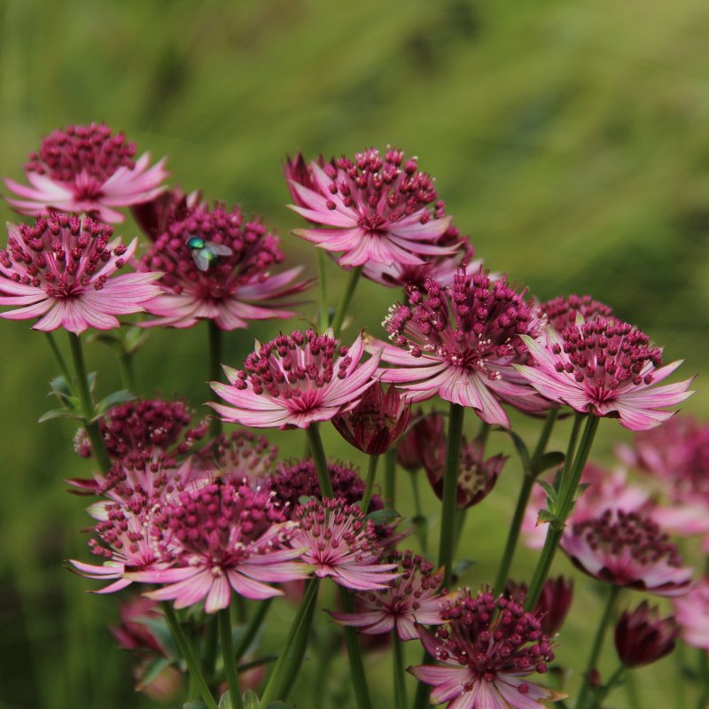 Astrancija 'Roma'