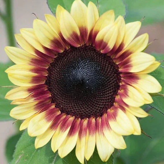 Saulespuķe 'BICOLOUR MARLEY'