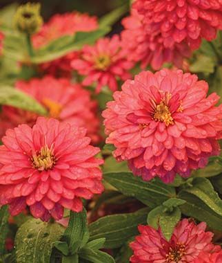 Cinnija 'Zahara Double Salmon'