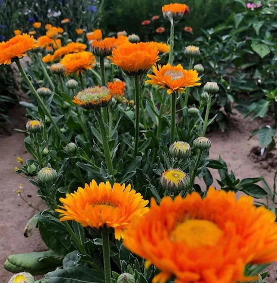 Kliņģerīte 'Greenheart Orange'
