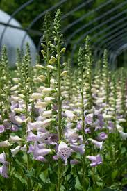 Uzpirkstīte 'Camelot Lavender'