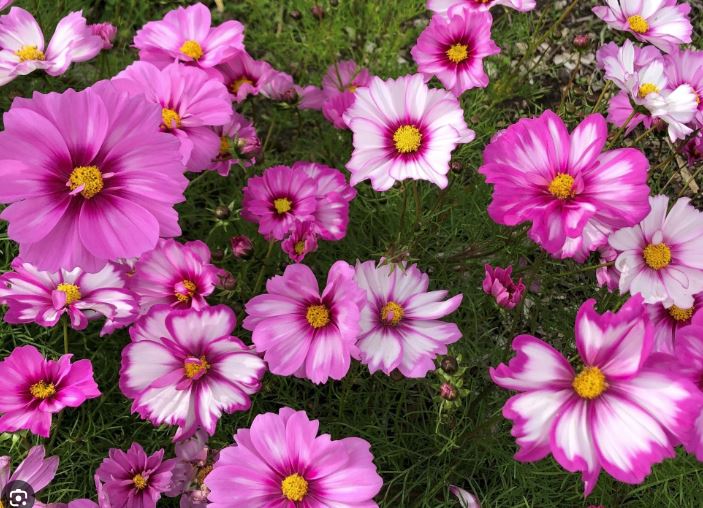 Kosmeja 'CAPRIOLA'