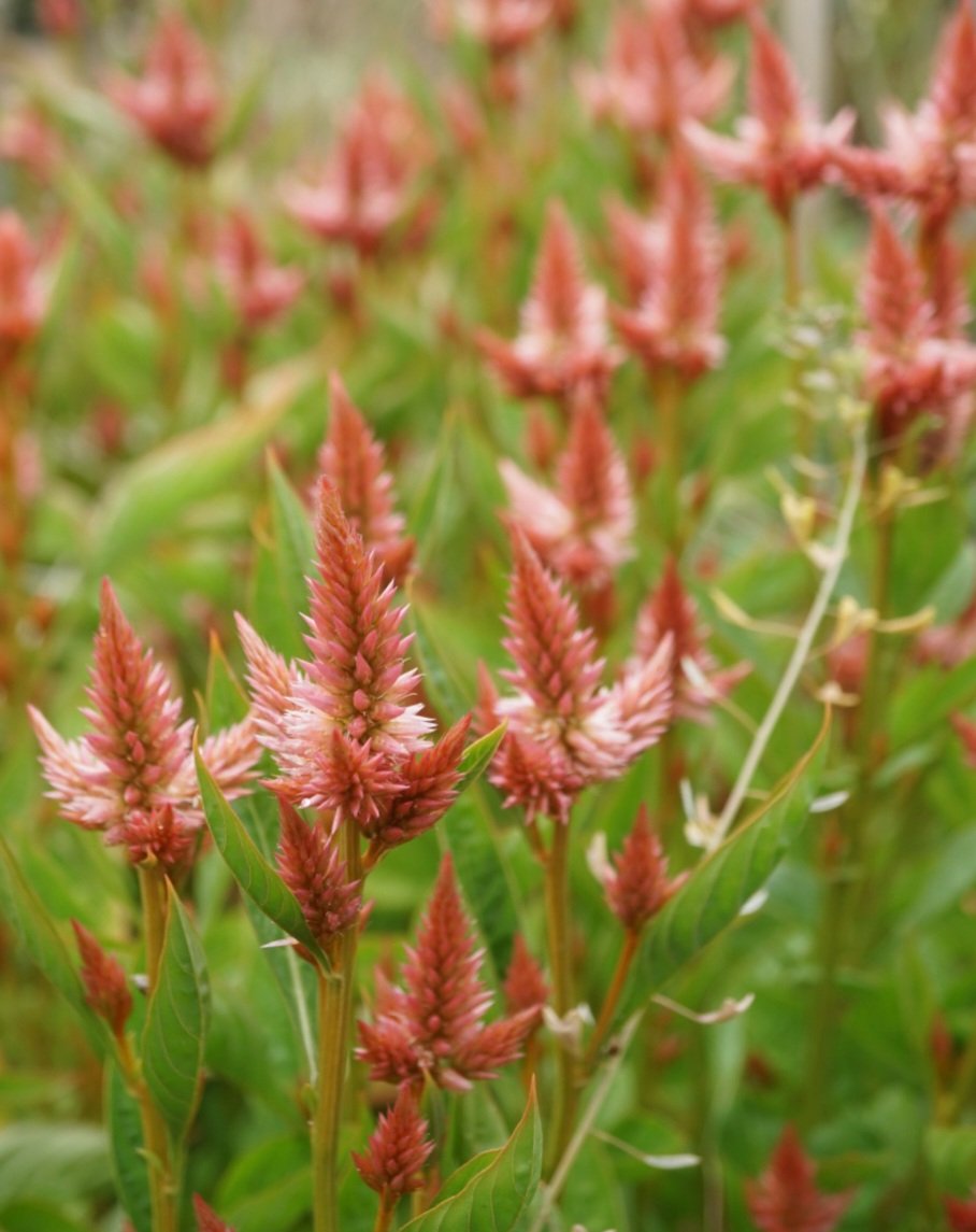 Celozija 'Celway Salmon'