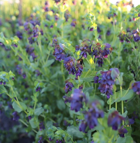 Purpura cerinte 'Pride of Gibraltar'