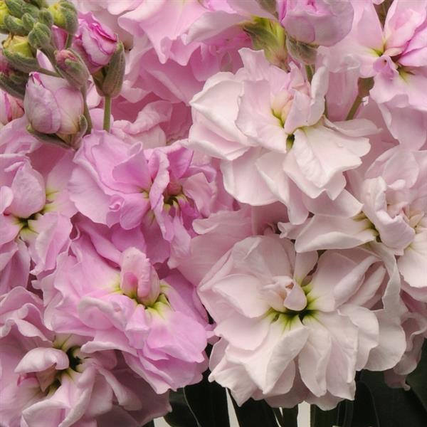 Lefkoja 'KATZ Cherry Blossom'