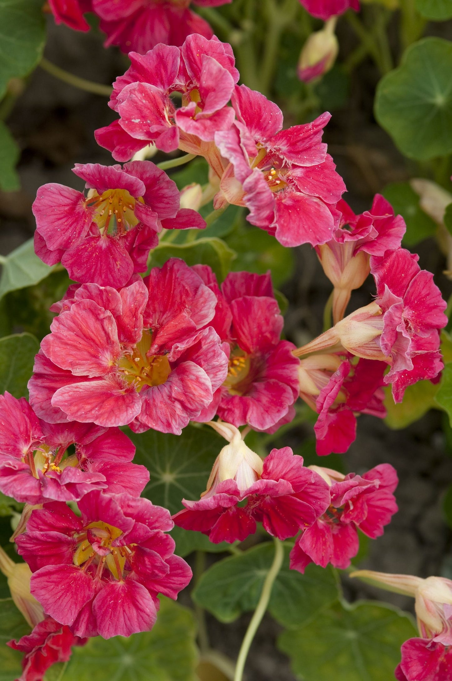 Krese zemā 'Jewel Cherry Rose'