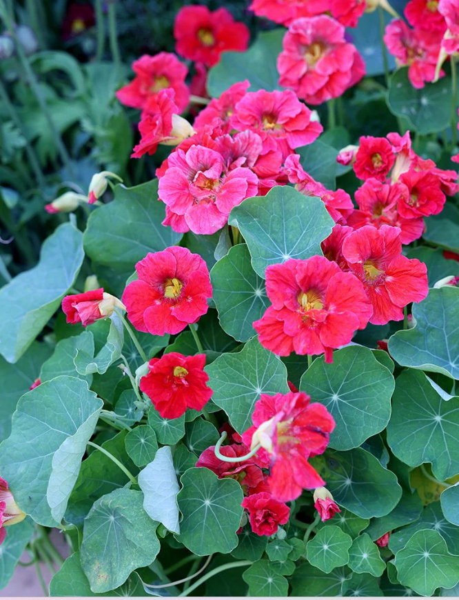 Krese zemā 'Jewel Cherry Rose'