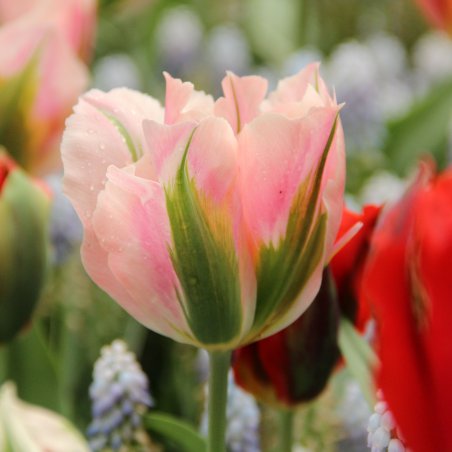 Tulpes 'China town'