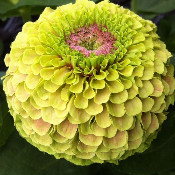 Cinnija 'QUEEN LIME BLOTCH'