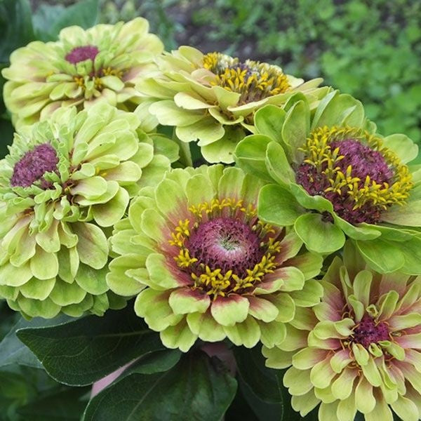Cinnija 'QUEEN LIME BLOTCH'