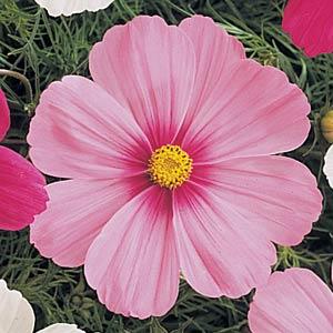Kosmeja 'Sonata Pink Blush'
