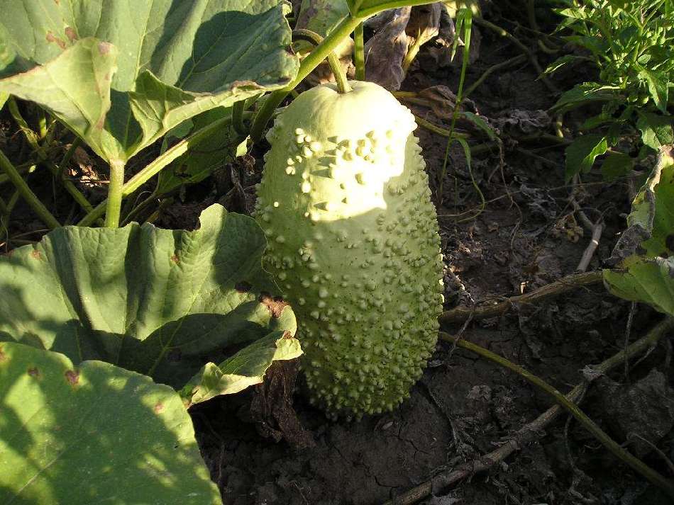 Lagenārija ‘VERRUQUEUSE DE MAURICE’