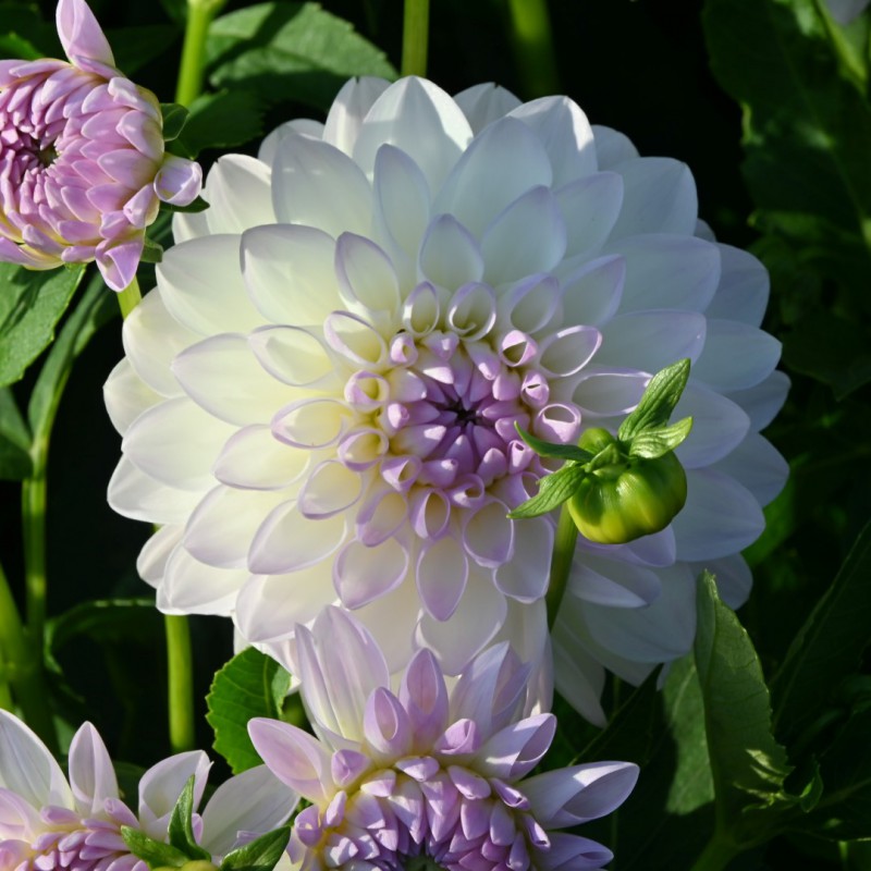 Dālija 'Eveline'