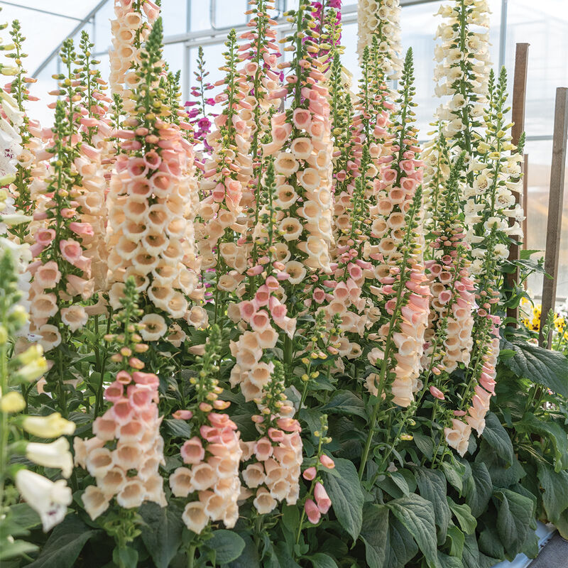 Uzpirkstīte 'Dalmatian Peach'
