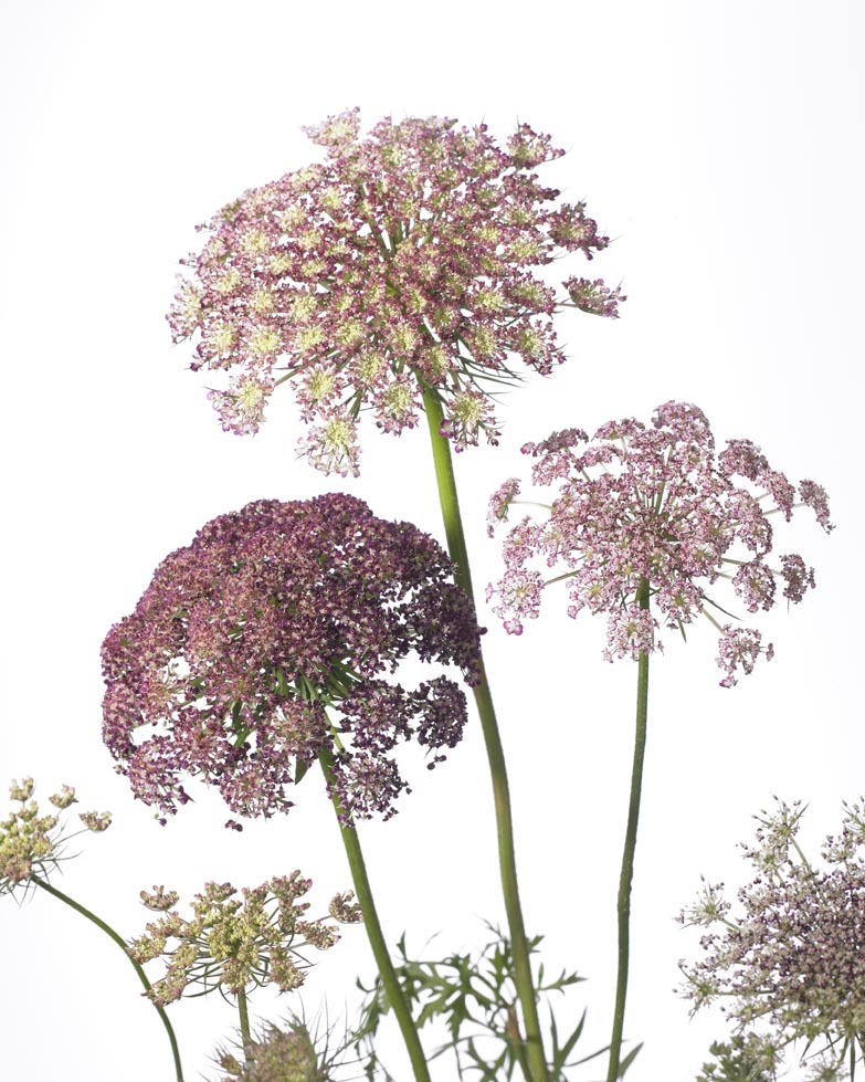 Daucus carota 'Dara'