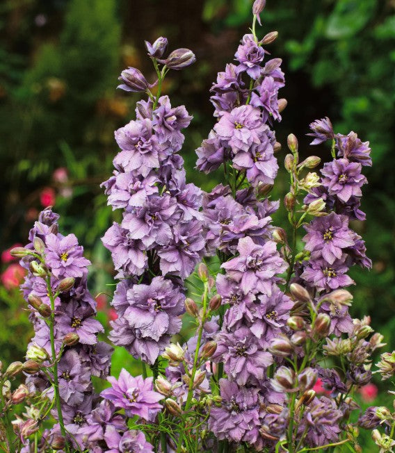 Delfīnija 'Misty Lavender'